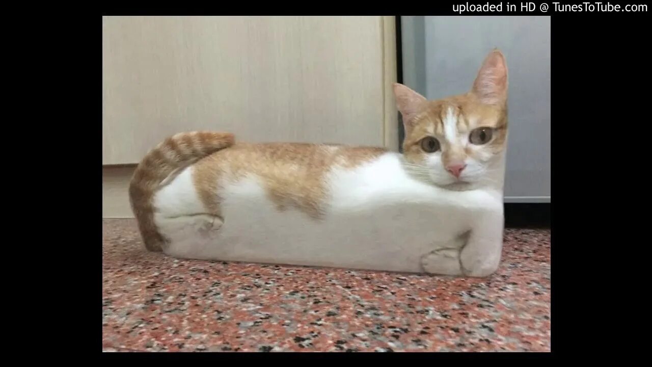 Счастливая кошка. Cat about that. Коты 2015. Стоковый кот. Кошка мурлычет.