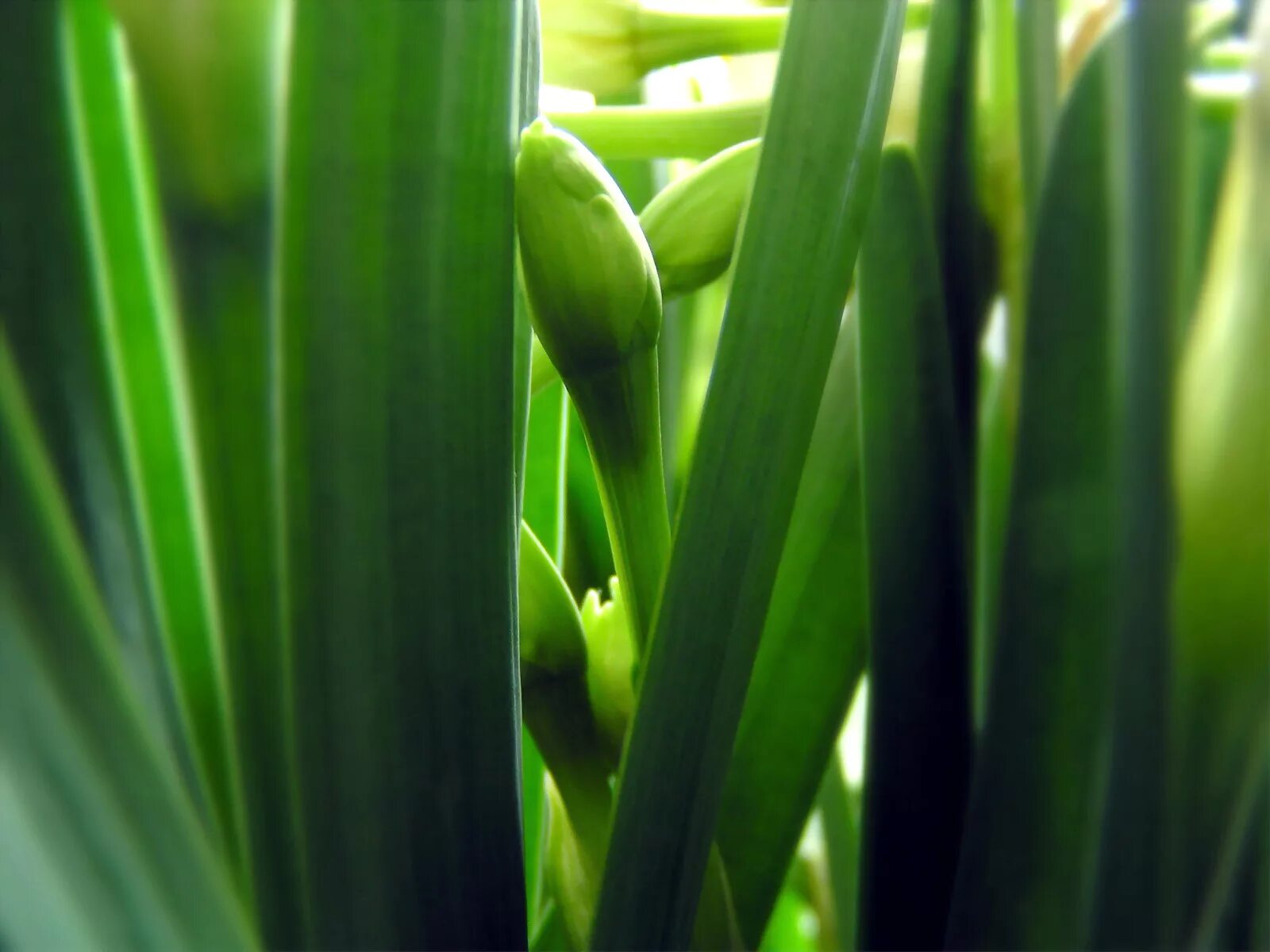 Пвз растения против зомби. Клевер saint patrick. Зелень. Зелень. Zombies игры.