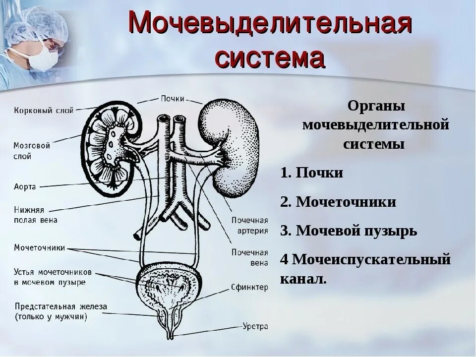 Строение выделительной системы человека схема. Мочевыделительная система мочеточники мочевой пузырь. Схема мочевой системы. Органы мочевыделения почки мочеточники мочевой пузырь. 3 парных органах