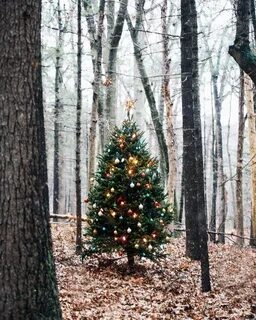 Новогодние фото в лесу