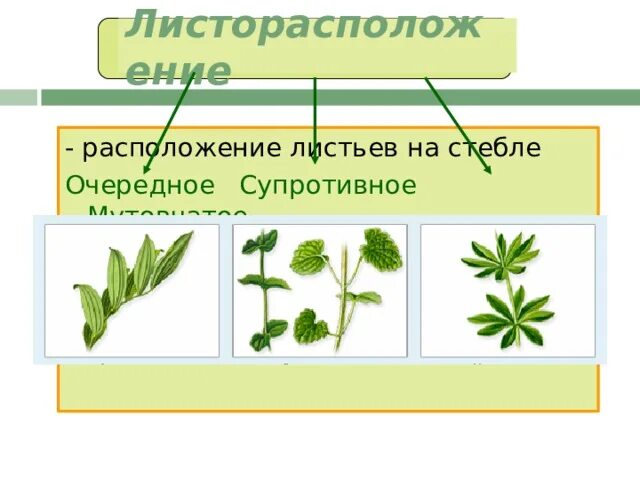 Какие листья расположены на стебле: найдено 80 изображений