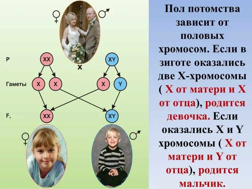 Приложение какой получится ребенок