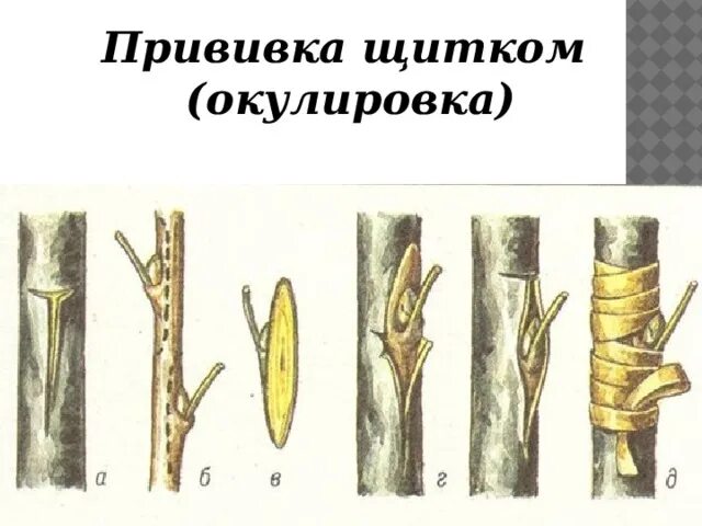 Прививка почкой какое время. Прививка яблони окулировкой. Прививка почкой (глазком) — окулировка. Окулировка яблони глазком. Прививка яблони окулировкой весной.