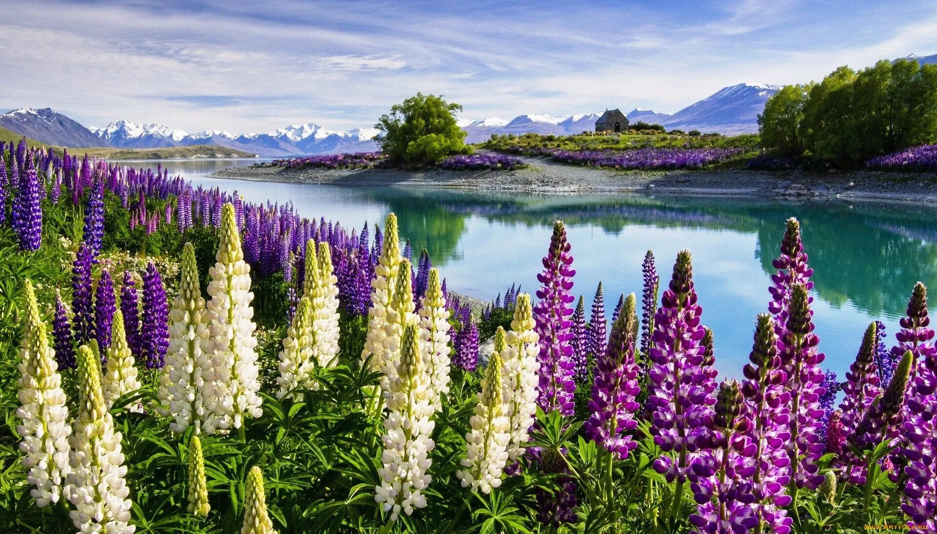 Озеро Текапо в новой Зеландии. Долина люпинов в новой Зеландии. Долина люпинов остров Южный новая Зеландия. Люпиновое озеро в новой Зеландии. Природа растения картинки