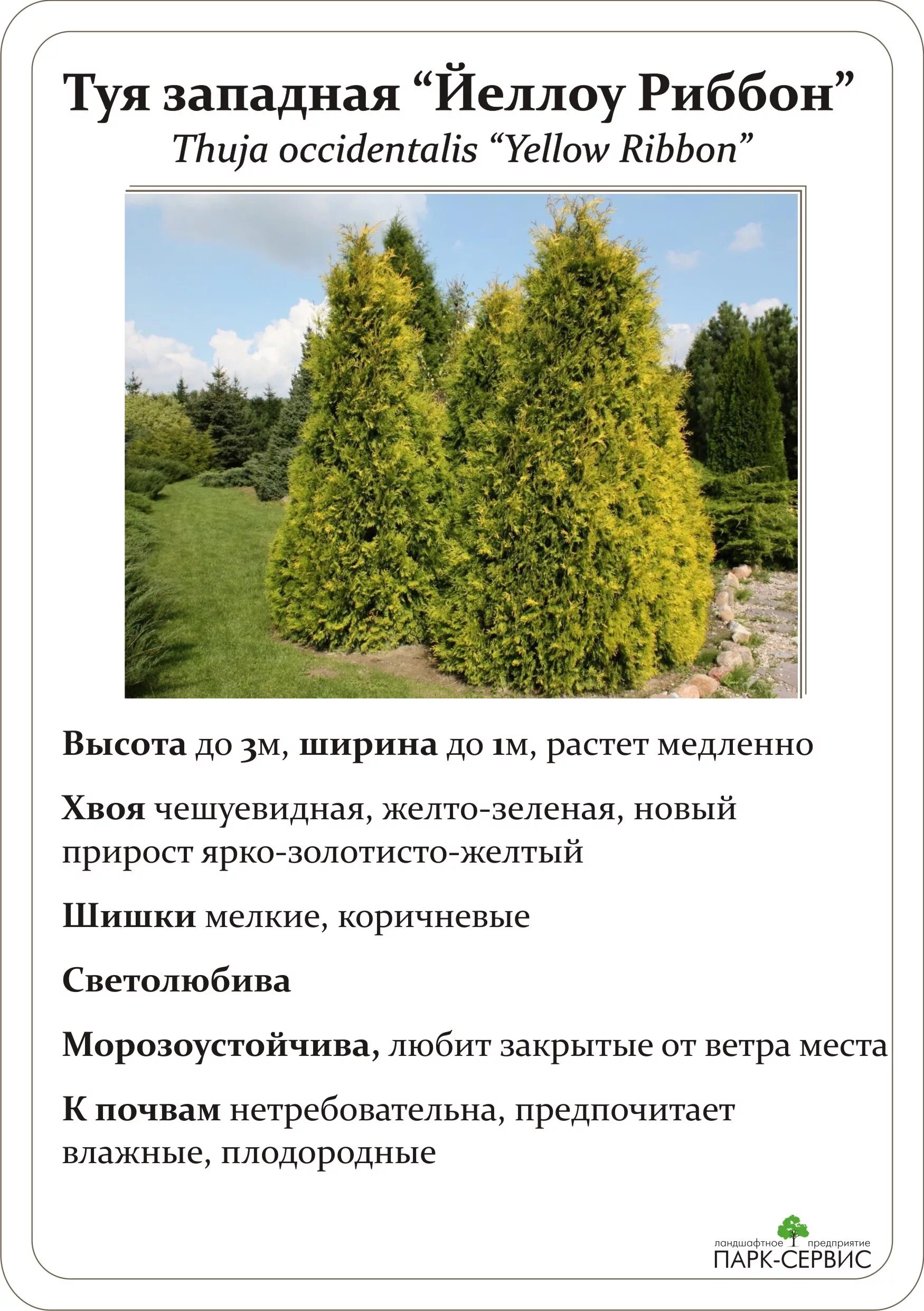 туя западная видовая форма. туя западная (thuja occidentalis smaragd). туя пирамидальная смарагд. туя западная диаметр кроны. туя западная смарагд вариегата.
