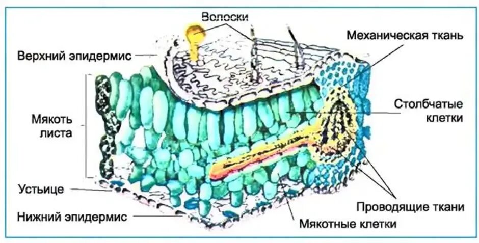 Внутреннее строение листа 6 класс. Схема внутреннего строения листа биология 6 класс. внутреннее клеточное строение листа 6 класс биология. строение мякоти листа. клеточное строение листа без подписей.