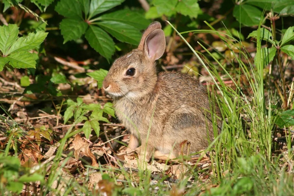 Ксани банни фото. Wild Bunny. Bunny feral. Wild Bunny Rabbit photo. Hunting Bunny.