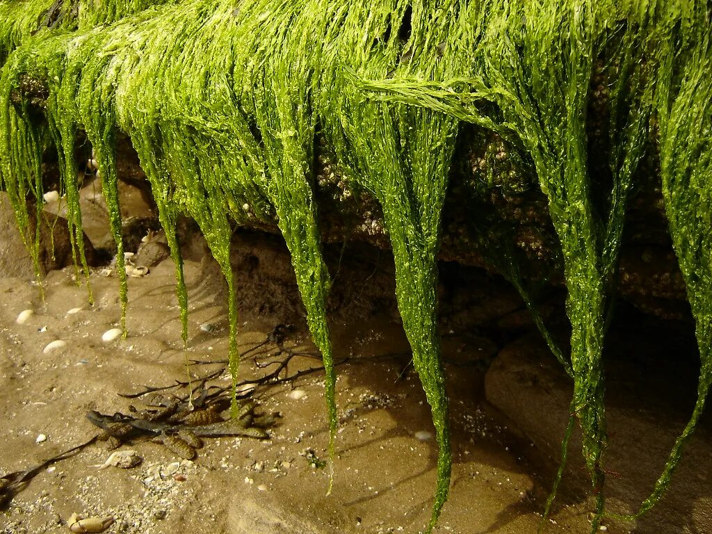 Элемент из водорослей. Келп водоросли. Длинные водоросли. Водоросли для биотоплива. Сырье для биотоплива водоросли.