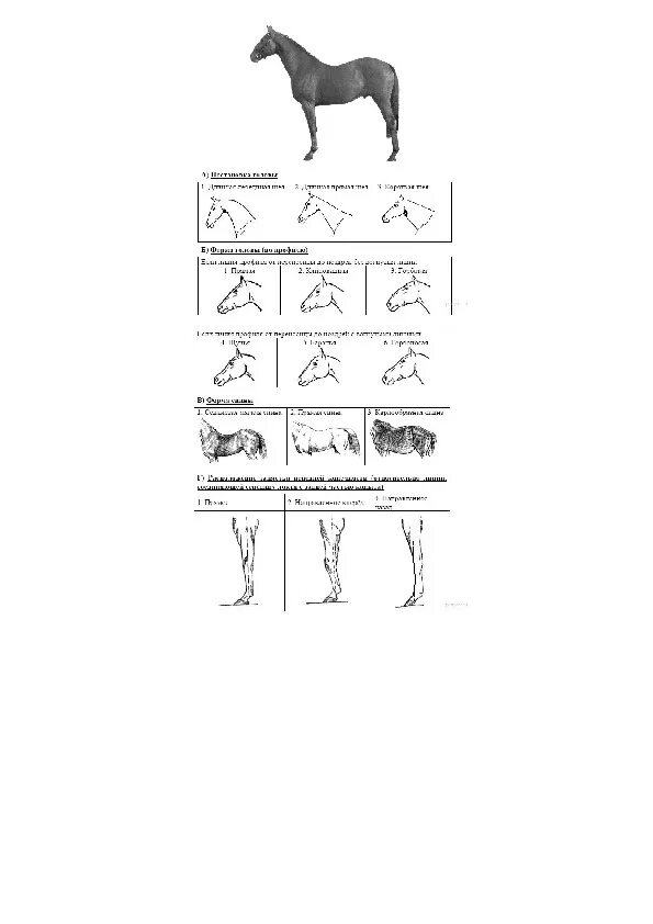 Пробник по биологии 5 класс 2024 год. Задание 28 ОГЭ по биологии лошади. ОГЭ биология задание с лошадью. Задание 28 ОГЭ биология. Лошадь ОГЭ по биологии.