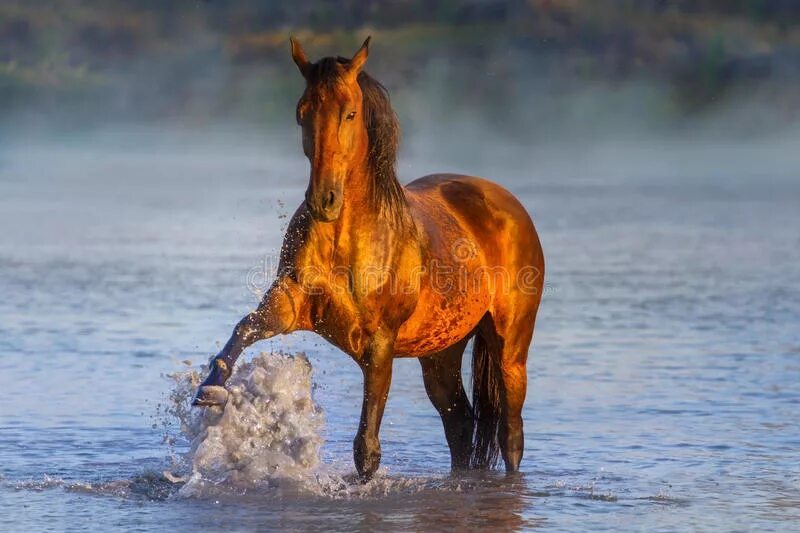 Лошадь пьет воду. Лошадь пьет. Мустанг лошадь в воде. Лошадь пьет воду из реки.