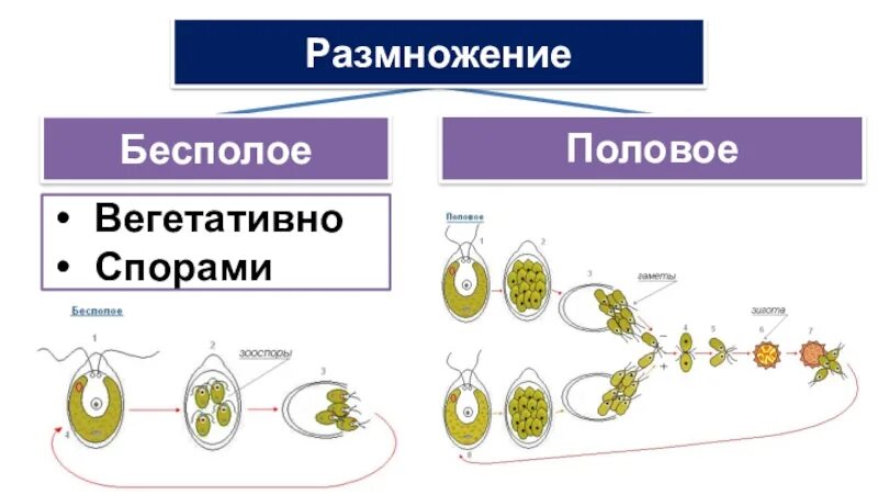 Бесполое размножение и половое размножение. Формы размножения половое бесполое. Вегетативное размножение половое/бесполое. Половое и бесполое размножение растений схема.