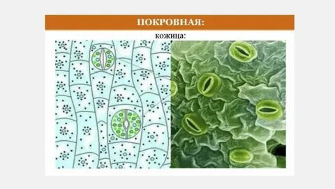 Биология 6 класс таблица ткани растений строение