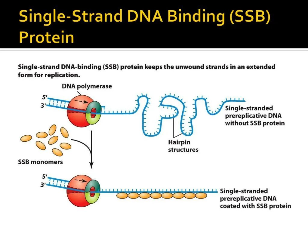 Репликация ДНК SSB белки. DNA Replication SSB Protein. SSB белки на ДНК. SSB белок в репликации.