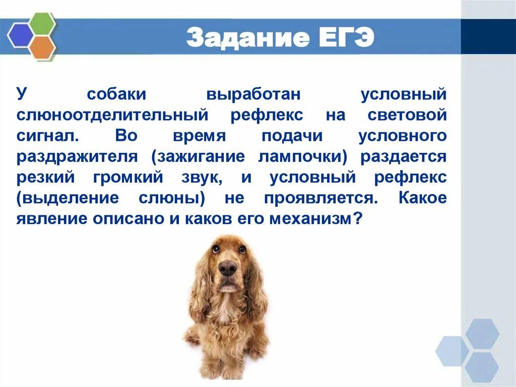 Собака поворачивает голову в сторону резкого звука. У собаки выработан условный слюноотделительный рефлекс. Выработка условного слюноотделительного рефлекса. Выработка условного рефлекса у собаки. Выработка условного слюноотделительного рефлекса у собаки.