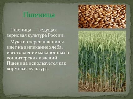 История зерновых культур