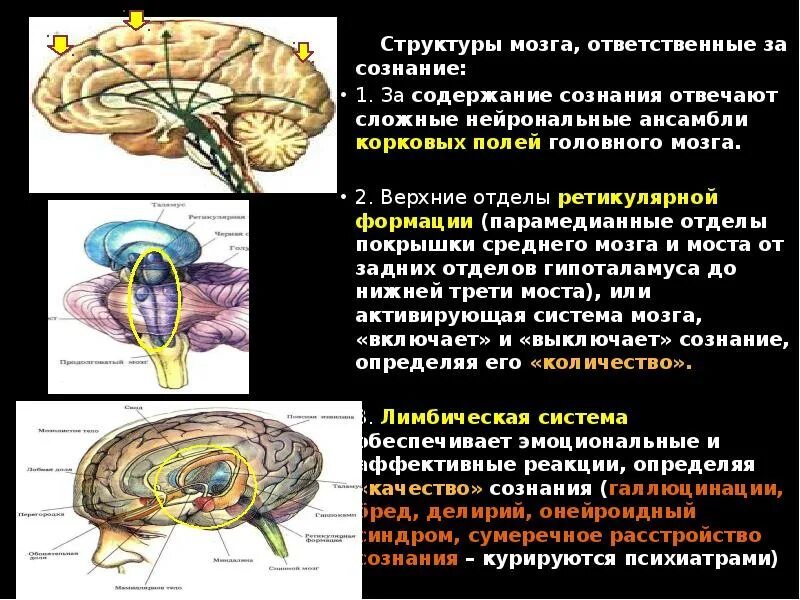 Дисфункция неспецифических структур головного мозга. Парамедианная ретикулярная формация моста. парамедианной мостовой ретикулярной формации. структуры мозга ответственные за сознание. строение мозга.