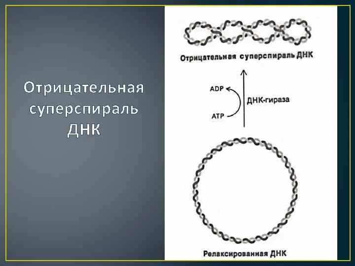 Спирализация молекулы. Суперспирализация ДНК биохимия. Отрицательная суперспирализация ДНК. Суперспираль ДНК. Отрицательная и положительная суперспирализация ДНК.