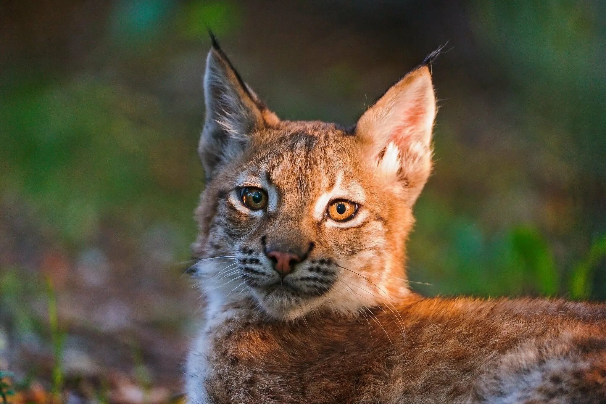 Иберийская Рысь Рысь. Карликовая Рысь. Кошка Рысь. Lynx Cub.