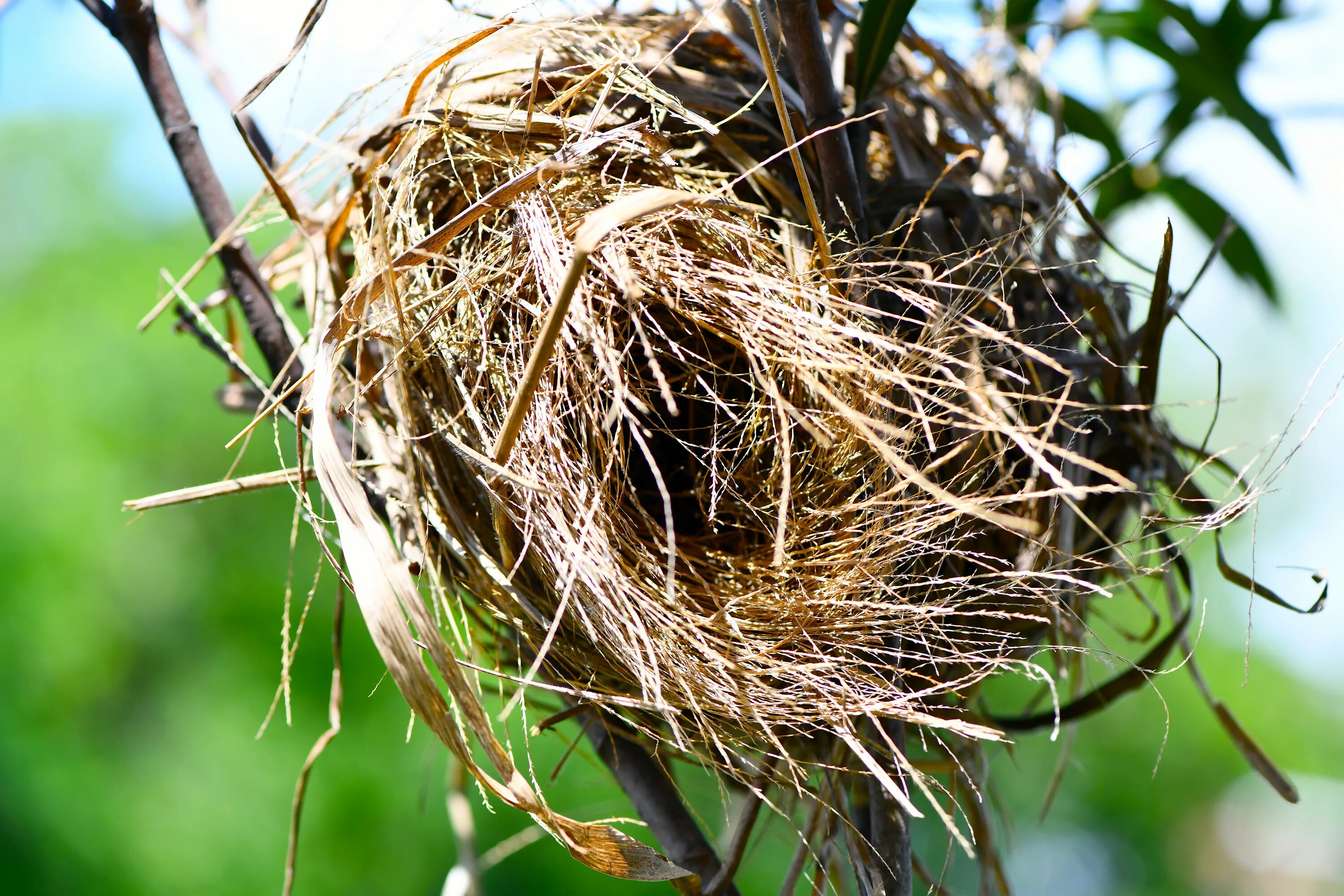 Gold bird s nest. Гнездо вьюрка. Steatornis caripensis гнездо. Гнездо для птиц.. Гнездо на ветке.