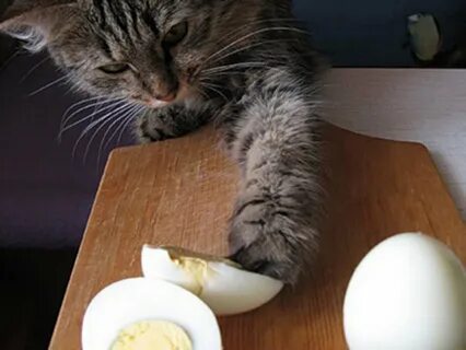 Коте яичко