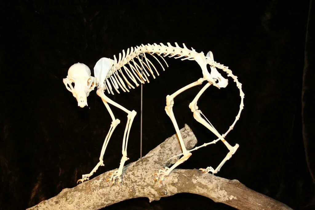 Мышцы лисы. Скелет химеры. Анатомия лисы скелет. Лисий скелет. Скелет лисы.