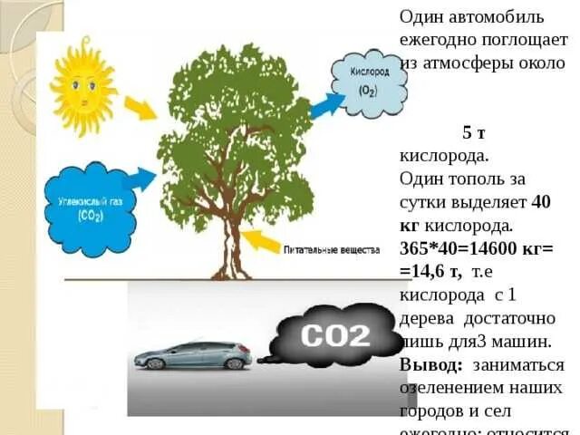 Деревья поглощают углекислый ГАЗ. Деревья выделяют кислород. Сколько дерево поглощает углекислого газа. Деревья очищают воздух. Деревья лучше очищающие воздух