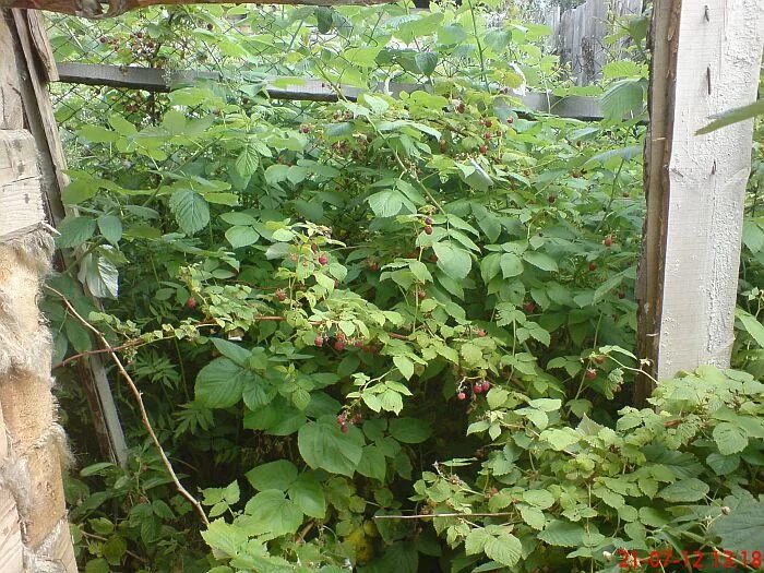 трава которая растет в малиннике. малина ремонтантная листья. куст малины листья. растение с листьями похожими на малину. малина лесная листья.