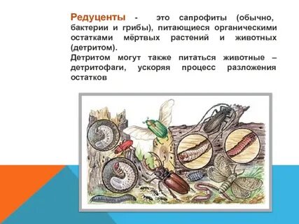 Редуцент 2 детритофаг 3 фитофаг