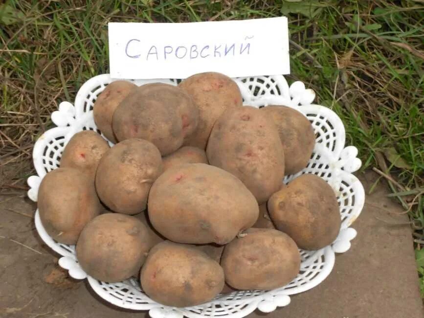 Какой сорт ранних. Картофель сорт саровский. картошка скороспелка сорта. сорт картофеля алтайка. сорт картофеля семеренко.