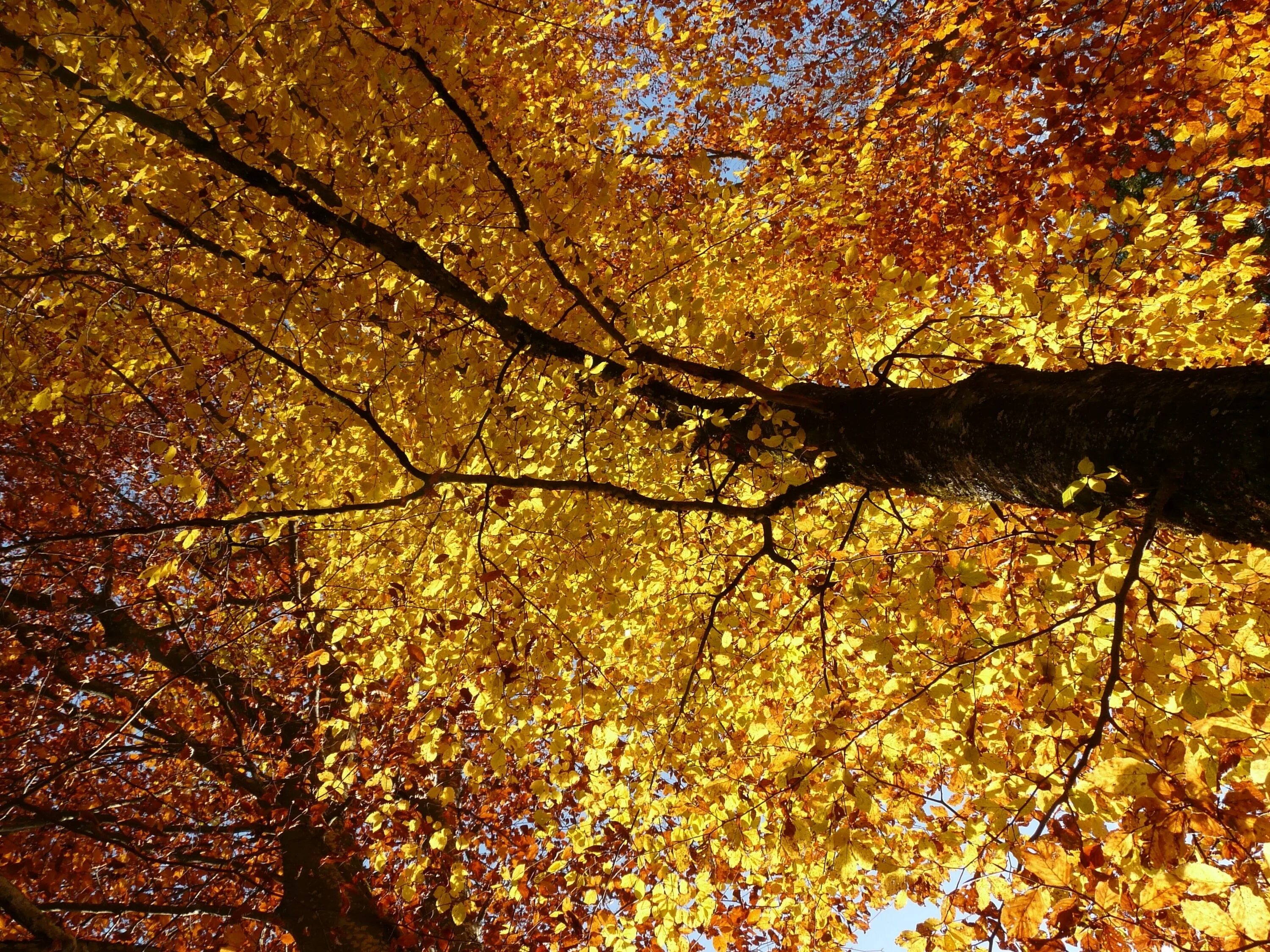 Цвет золотое дерево. Листья золотые. Золотое дерево. Дерево с золотыми листьями. Осень Золотая дерево листва.