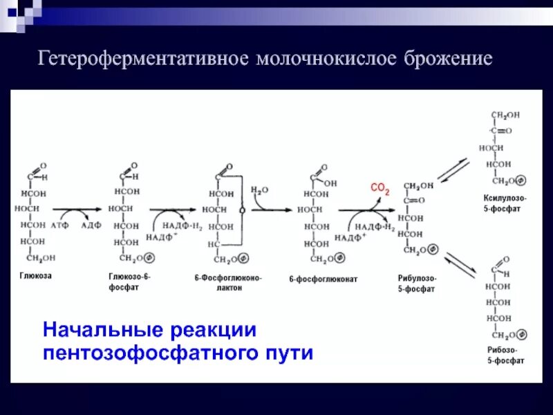 Молочнокислые бактерии реакция. Реакция гомоферментативного брожения. суммарное уравнение молочнокислого брожения. схема гетероферментативного молочнокислого брожения.
