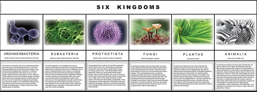 Six kingdoms. Организмы которые считаются редкими. Six kingdoms. 25. Classification nutrient's for bacterial colonization system.