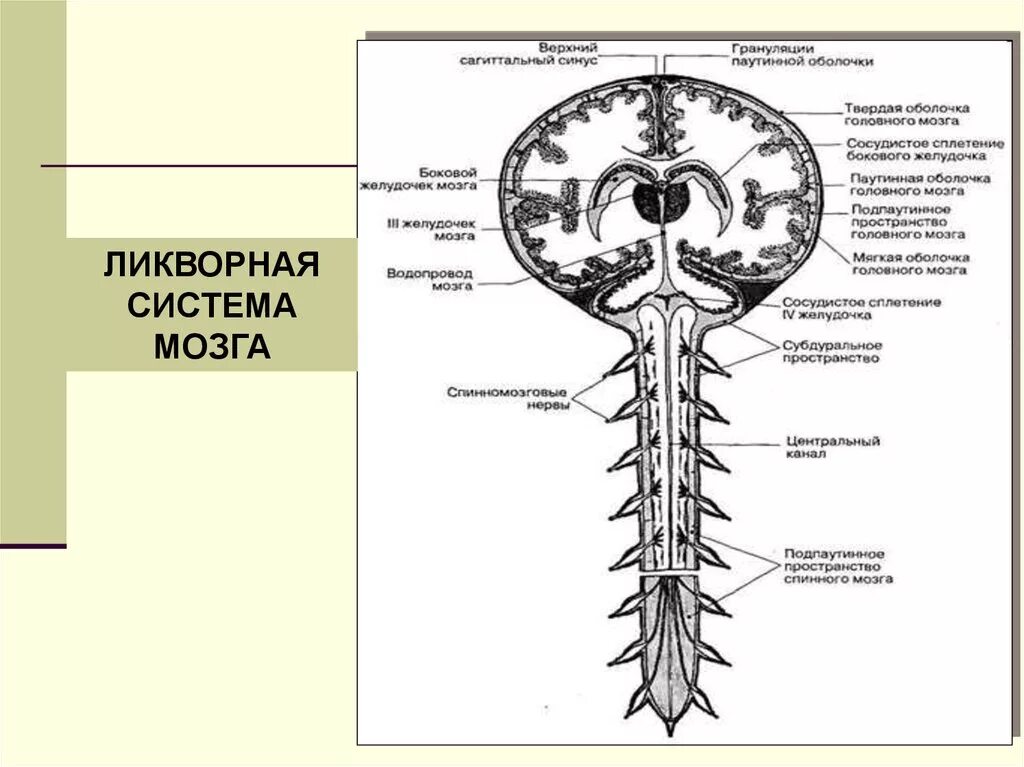 Ликворная система головного мозга схема. Желудочки и оболочки спинного и головного мозга. Терминальный желудочек спинного мозга. Оболочки и желудочки головного мозга.