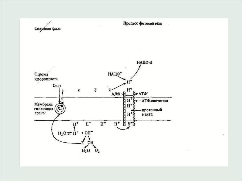 Световая фаза фотосинтеза схема. Протонный канал фотосинтез. Схема процесса фотосинтеза 10 класс. Процесс фотосинтеза состоит из фаз. В результате световой фазы образуются