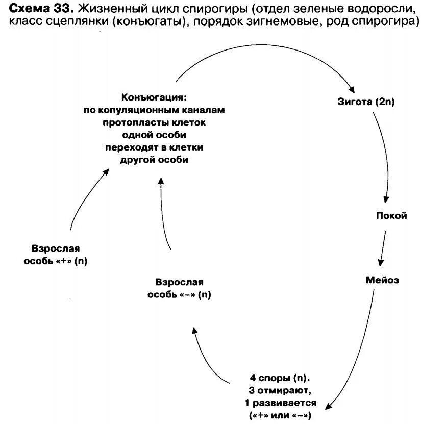 Жизненный цикл спирогиры схема. Водоросль спирогира цикл развития. Схема цикла спирогиры. Жизненный цикл водорослей спирогира. Стадия жизненного цикла водорослей