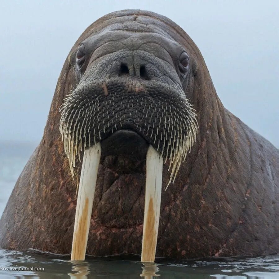 Дальневосточный морж. Северный морж. Лаптевский морж. Тихоокеанский морж Чукотка. Моржи в тундре