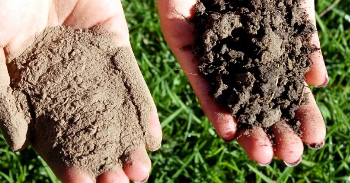 Organic fertilizer