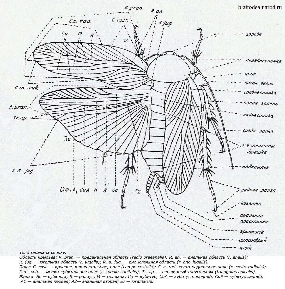 Крылья мухи схема. Строение крыльев цикады. Строение крыльев у таракана. Отряд жесткокрылые строение крыльев. Внешнее строение цикады.
