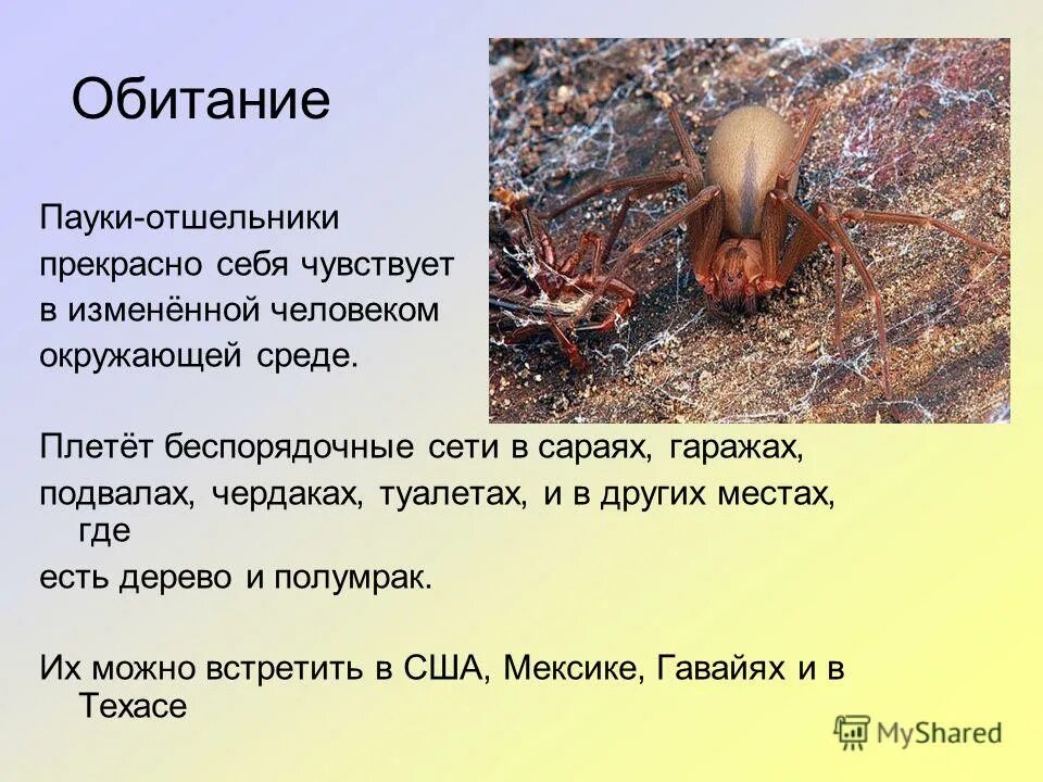обитания паукообразных. паукообразныххсреда обитантя. паукообразныххсреда обитантя. среда обитания паука. паукообразныххсреда обитантя.