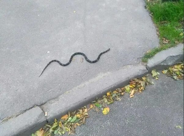 Змейка улица. Змея ползет. Змея на асфальте.
