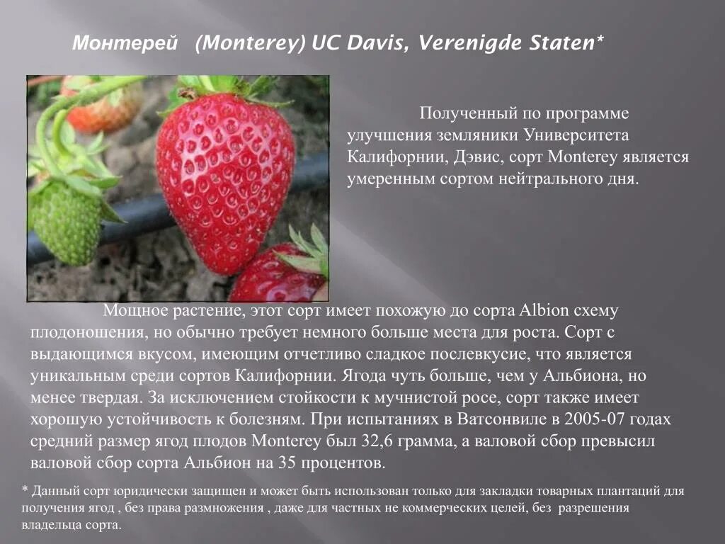 Ремонтантная Земляника Монтерей: Яркие Моменты Сезона Природная галерея Фотогале