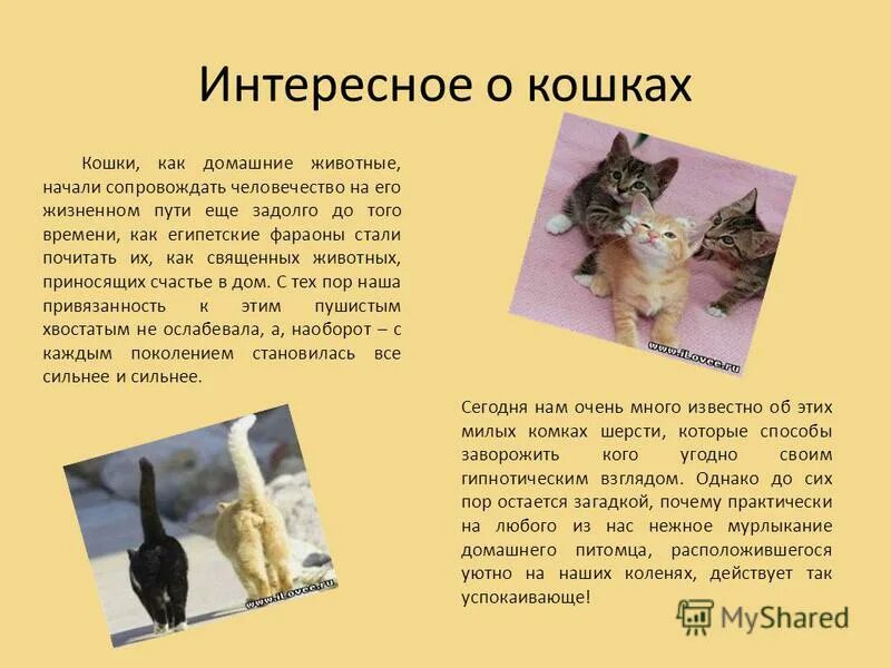 Почему кошка любимое животное. Рассказ про кошку. Доклад о домашнем животном. Сообщение о кошке. Доклад про кошек.