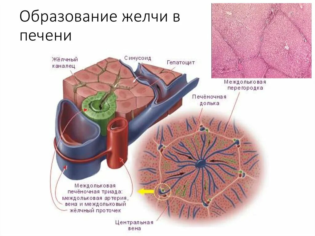 В клетках печени образуются. Схема механизма образования желчи. Механизм образования желчи физиология. Желчные протоки печени гистология. Этапы образования желчи в печени.
