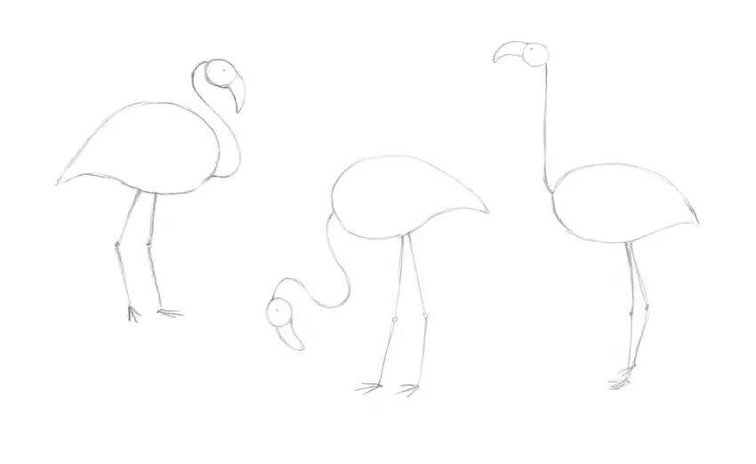 Поэтапное рисование фламинго для детей. Фламинго рисунок для срисовки карандашом. Фламинго пошагово рисунок. Этапы рисования фламинго. Фламинго рисунок для срисовки карандашом.