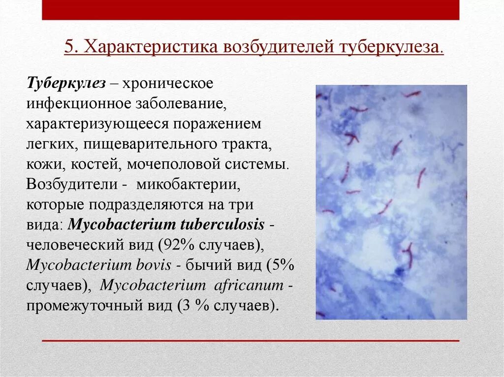 Возбудитель инфекции туберкулеза