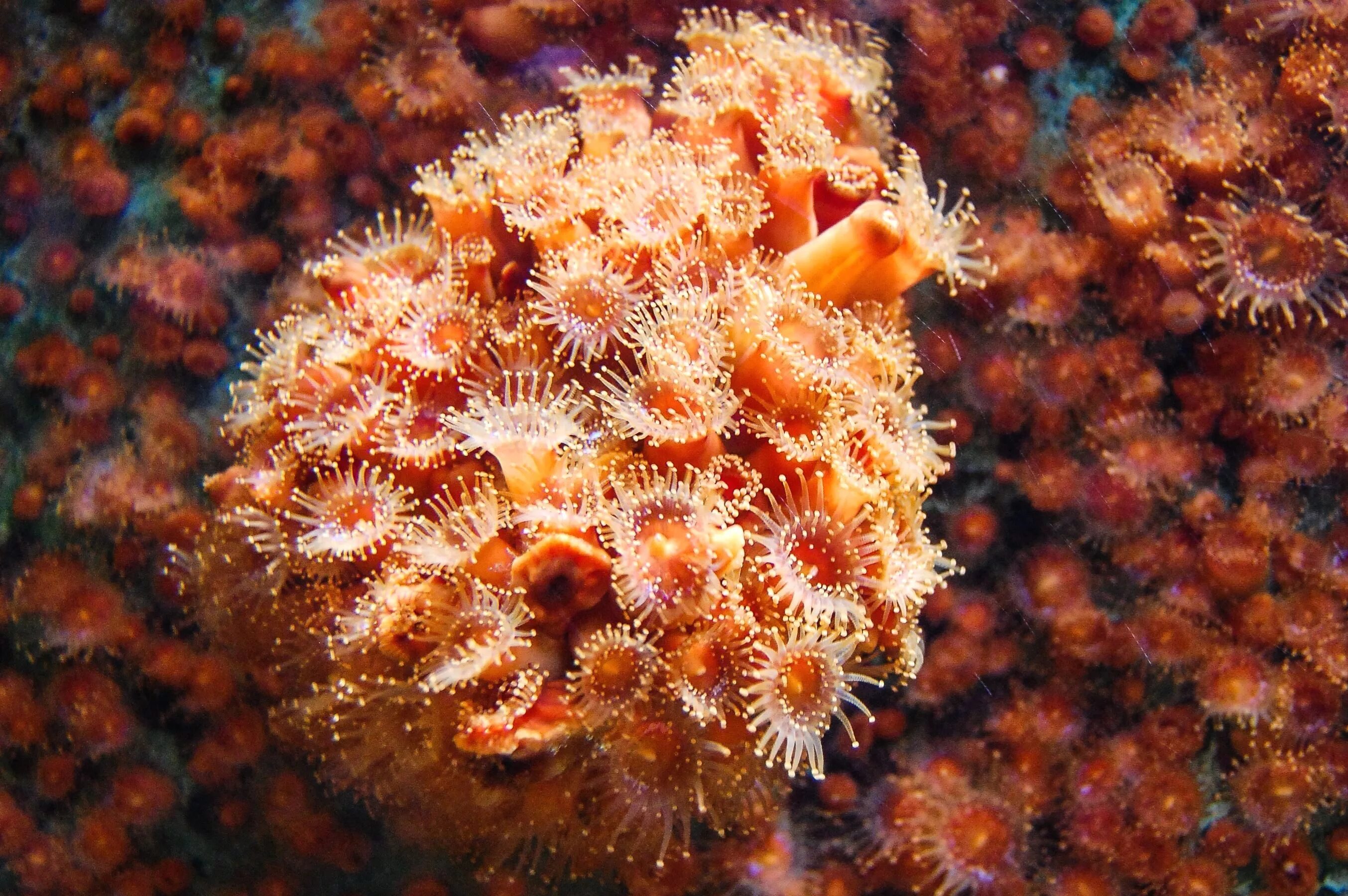 Группа морских организмов на дне океана. Солнечник кораллы. Морская актиния оранжевая. Солнечный коралл Тубастрея. Оранжевый коралл.