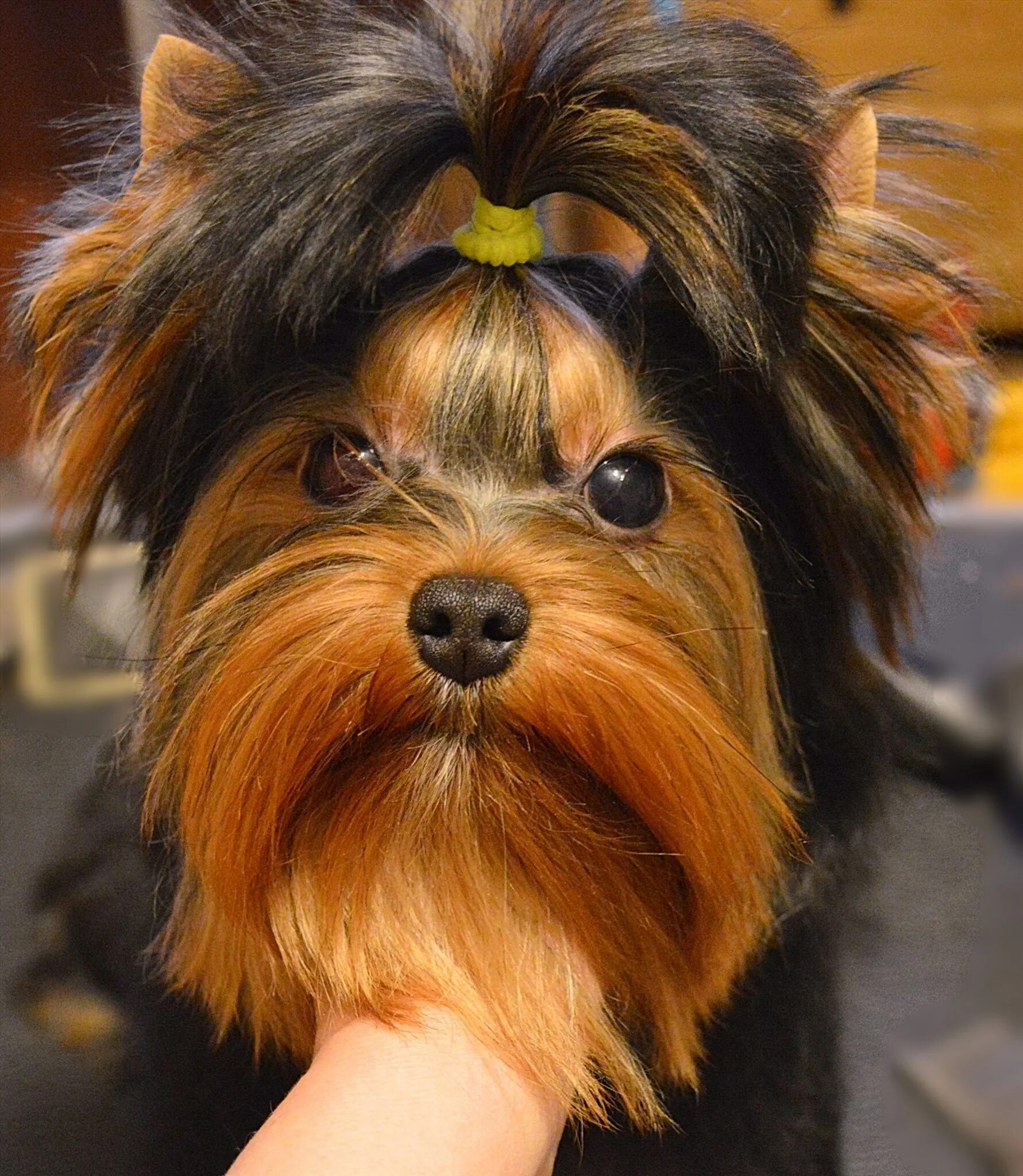 Старый шпиц. Стрижка собак череповец. Стрижка собак череповец. Собака авито череповец. Джон бивер "награда за честь".