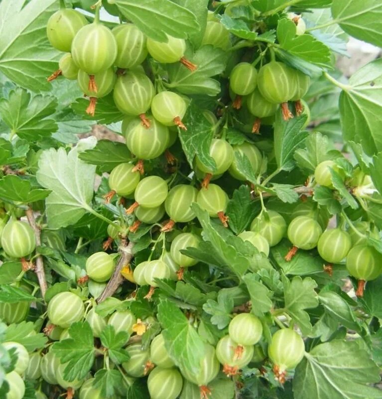 Крыжовник малахит. Крыжовник малахит. Крыжовник малахит. Крыжовник сорт малахит. Крыжовник зеленый малахит.