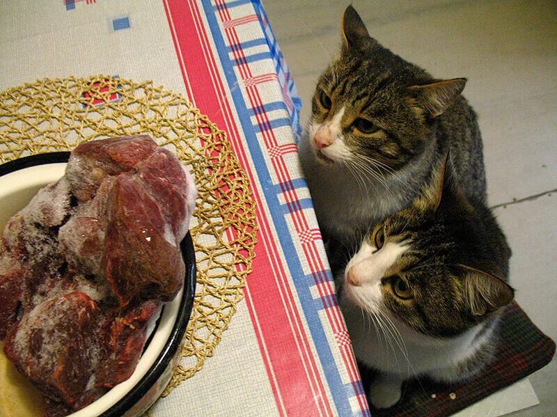 давай мясо кот