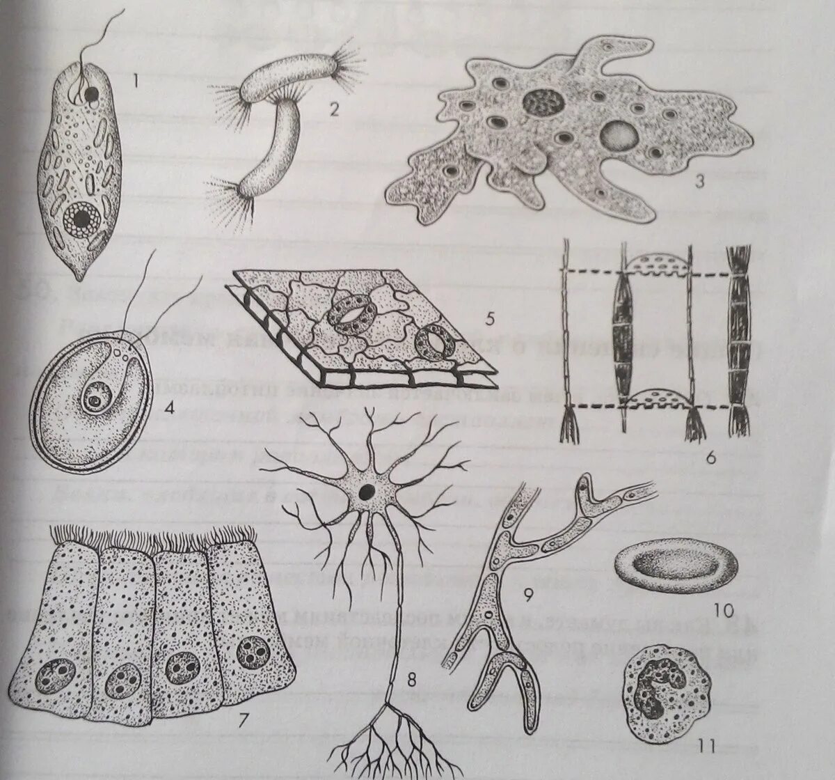 Клетка организма. Форма клеток тела животных. Различные типы клеток. Типы клеток без подписей.